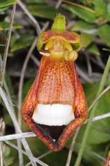 Calceolaria uniflora
