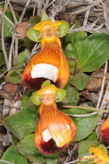 Calceolaria uniflora