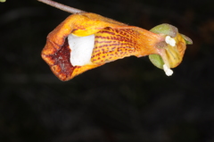 Calceolaria uniflora