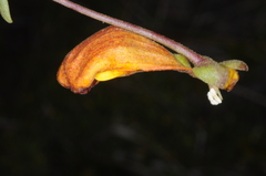 Calceolaria uniflora