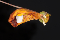 Calceolaria uniflora