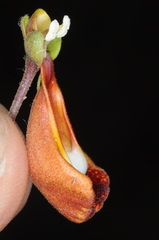 Calceolaria uniflora