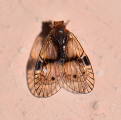 Bothriocerinae