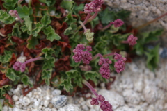 Rhodoheuchera