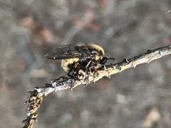 Ocnaea