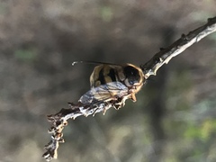 Ocnaea