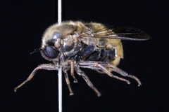 Ocnaea