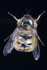 Ocnaea