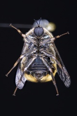 Ocnaea