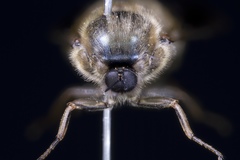 Ocnaea