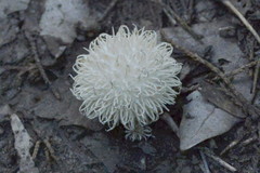 Lycoperdon pulcherrimum