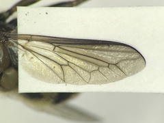 Ocnaea