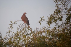 Patagioenas araucana