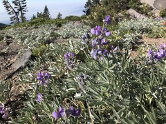 Lupinus obtusilobus