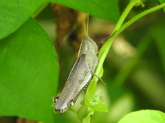 Schistocerca camerata