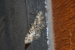 Eupithecia mutata
