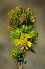 Holocarpha macradenia