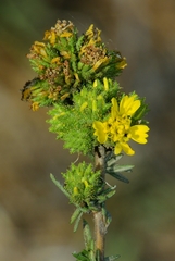 Holocarpha macradenia