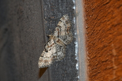 Eupithecia mutata