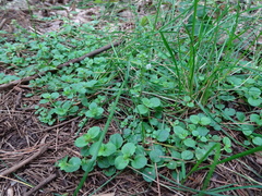 Veronica serpyllifolia serpyllifolia
