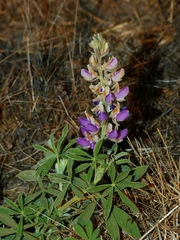Lupinus formosus formosus