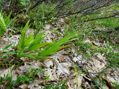 Dichanthelium xanthophysum