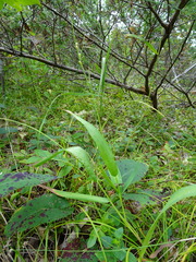 Dichanthelium xanthophysum