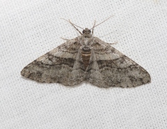 Prionomelia spododea