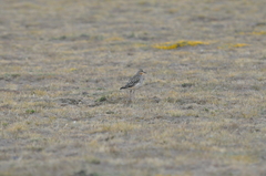 Oreopholus ruficollis