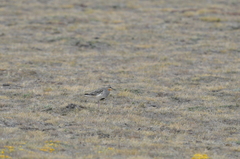 Oreopholus ruficollis