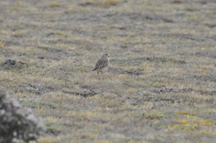 Oreopholus ruficollis