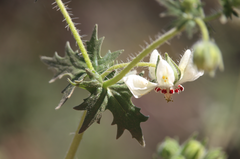 Loasa prostrata