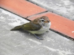 Vireo leucophrys