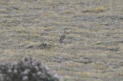 Oreopholus ruficollis