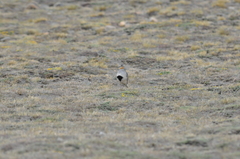 Oreopholus ruficollis