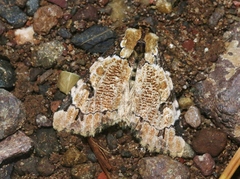 Stibaera thyatiroides