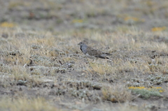 Thinocorus rumicivorus