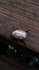 Anoplognathus concolor