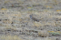 Thinocorus rumicivorus