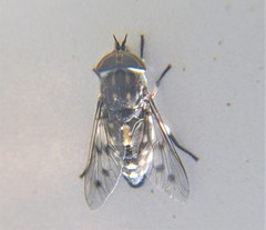 Poeciloderas quadripunctatus