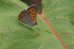 Lycaena phlaeas daimio