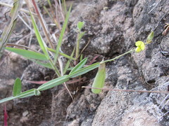 Crotalaria pilosa