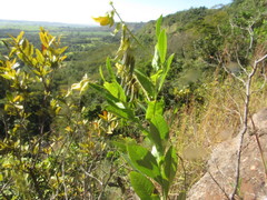 Crotalaria vespertilio