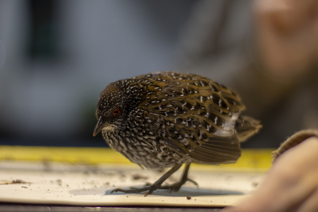 Speckled Rail (Laterallus notatus) photo