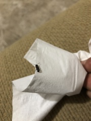 Psenocerus supernotatus