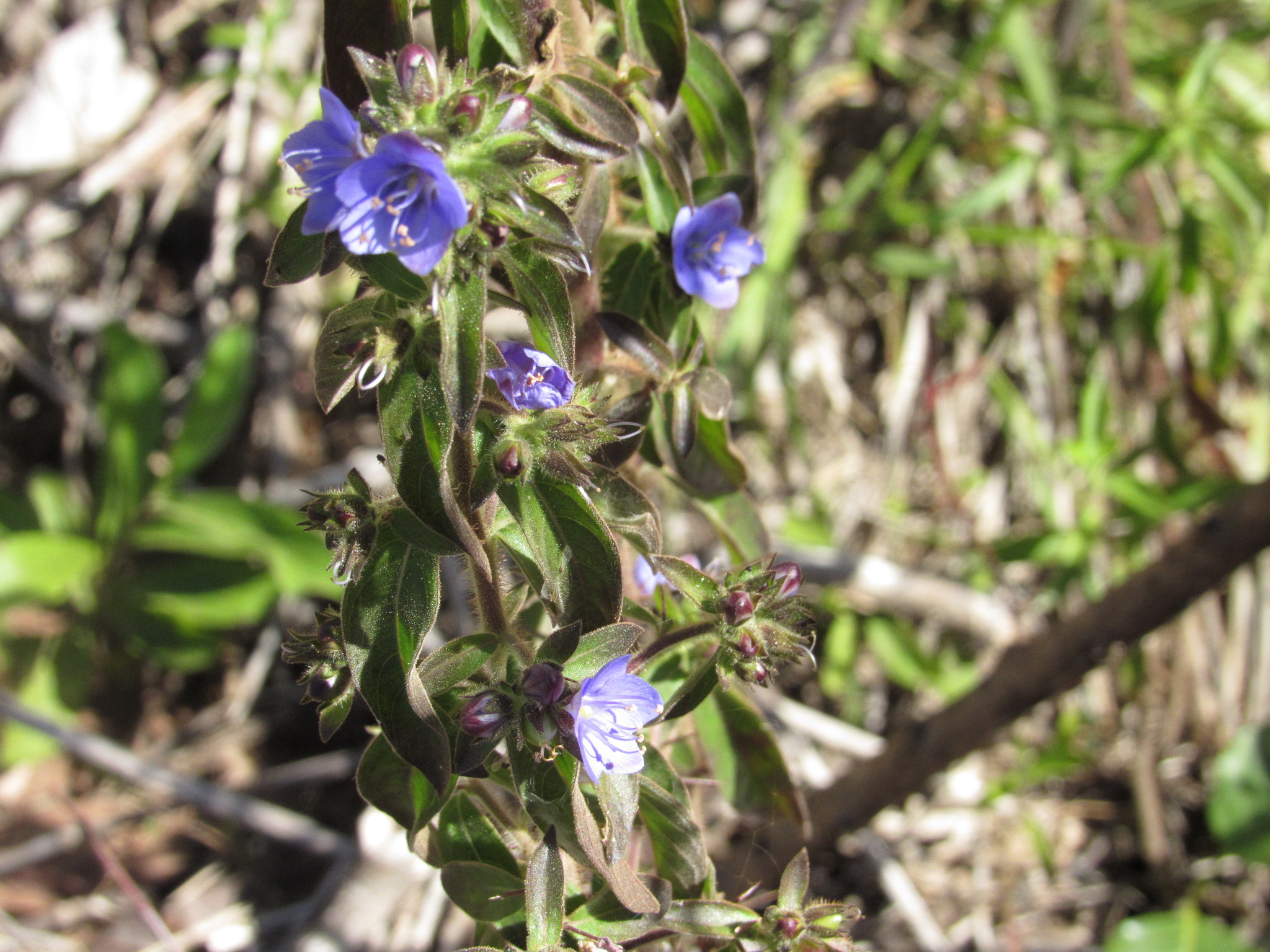 Hydrolea spinosa