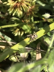 Habronattus klauseri