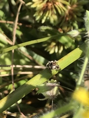 Habronattus klauseri