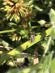 Habronattus klauseri