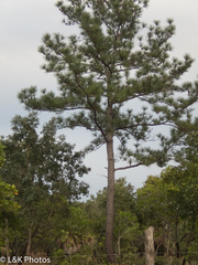 Pinus caribaea